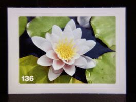 MIGROS MANIA Nature Detectives Nr. 136