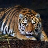 Profile image of DieTigerin