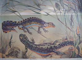 Schulwandbild Nr. 129 Bergmolch Karl Schmid Sonderpreis @dus