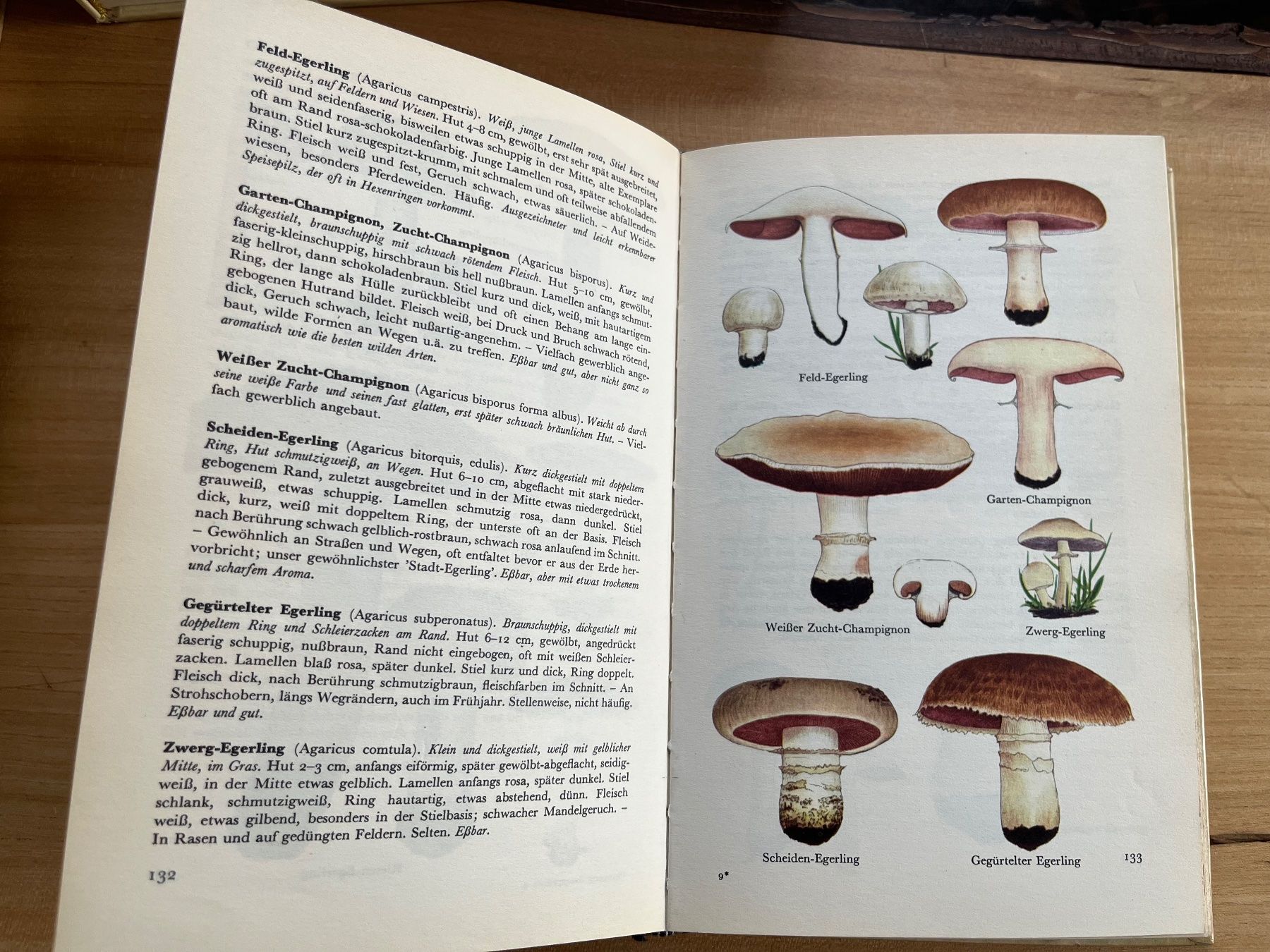 Libri: Pilzbücher diverse antiquarisch – Usato da Märwil venduto da tricholoma 4