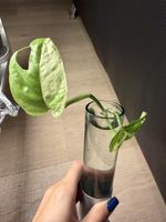 Epipremnum aureum Marble Queen Steckling
