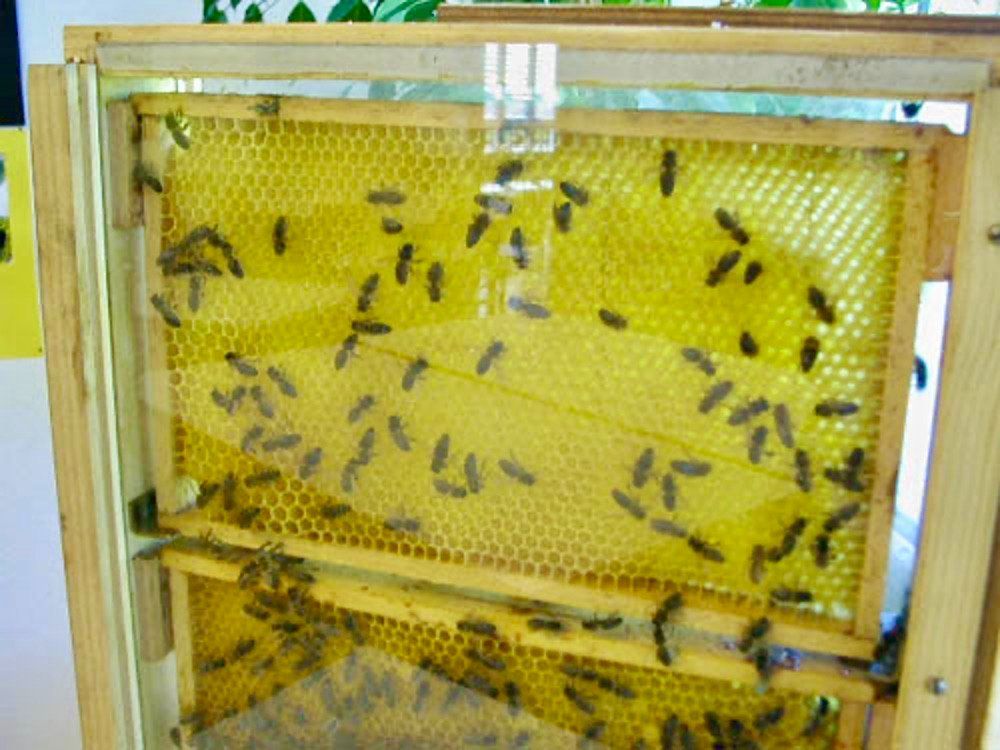 Ruchers: Bienenkasten – D'occasion à Sulgen par Harfe73 2