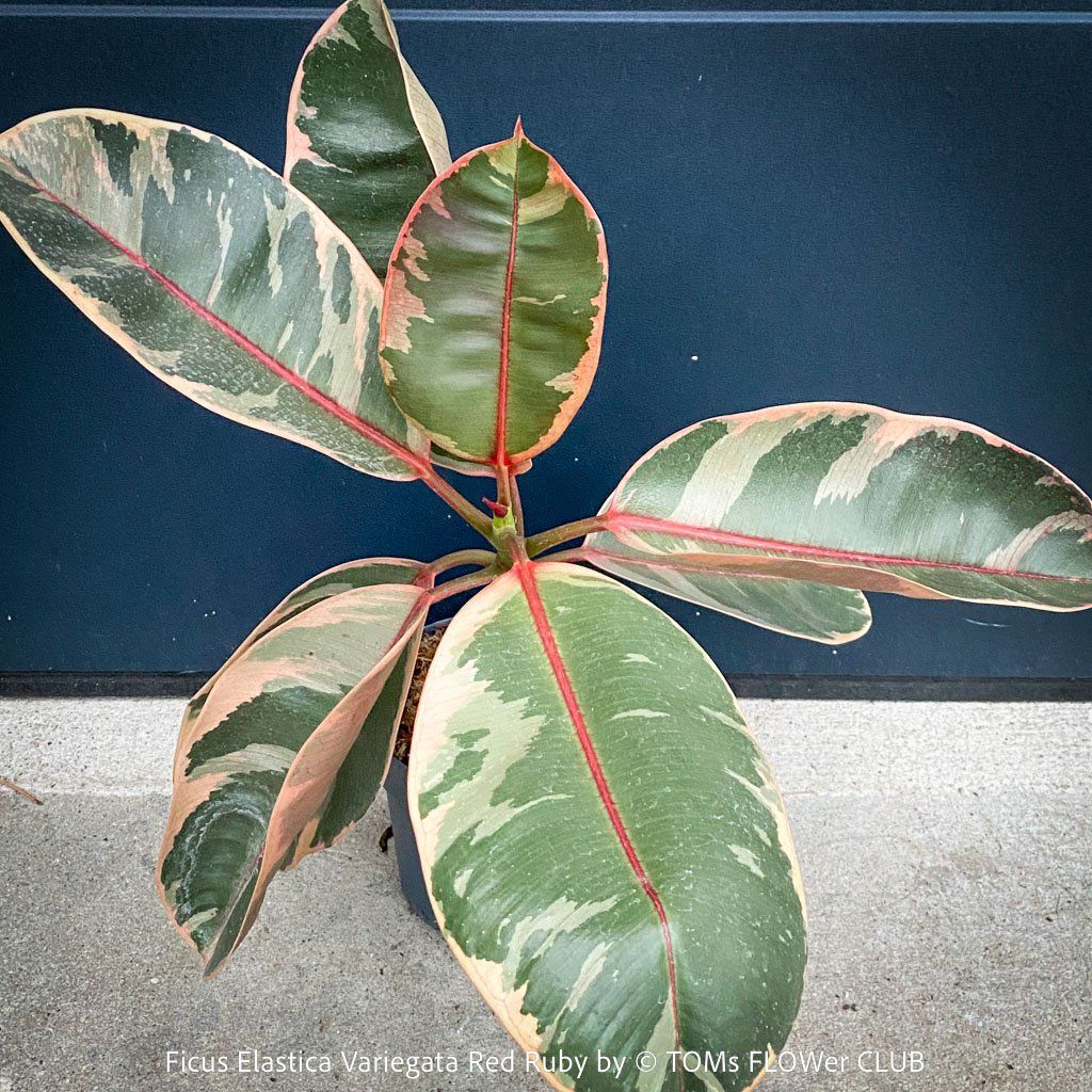 Piante & sementi: Ficus Elastica Variegata Red Ruby - 50-70cm grosses Bäumchen – Nuovo e nell'imballaggio originale da Adliswil venduto da asTOMas963 4
