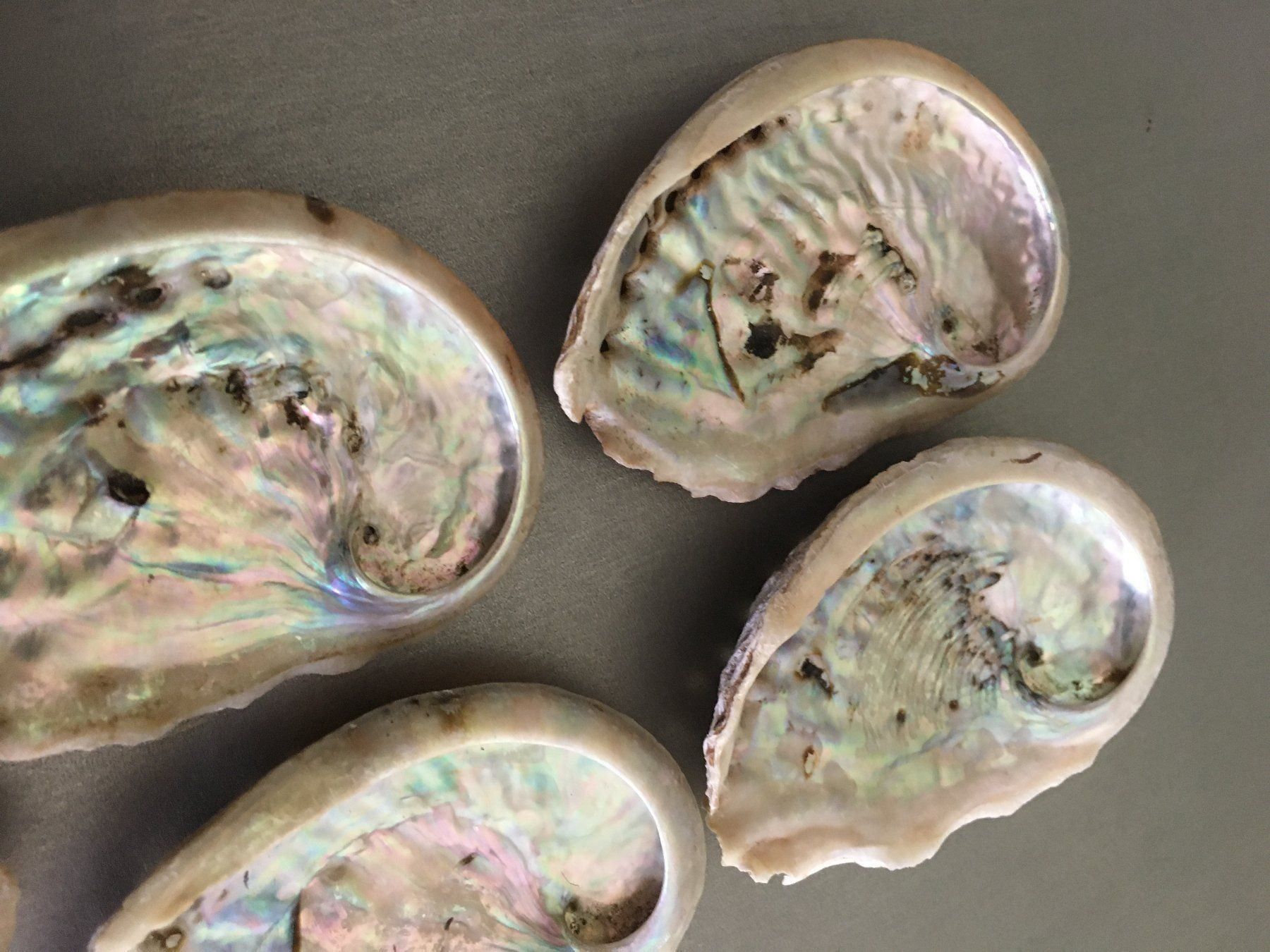 Fossili: Lot Muscheln Abalone/Set mit 5 Stück – Nuovo e nell'imballaggio originale da Volketswil venduto da rubin74 3