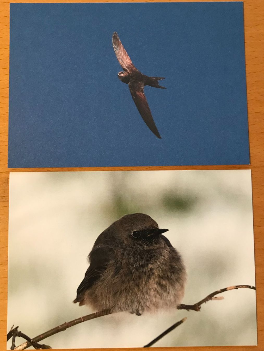 Cartoline postali: 2x Postkarten Vögel Mauersegler Hausrotschwanz – Usato da Luzern venduto da mey_s13