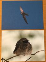 2x Postkarten Vögel Mauersegler Hausrotschwanz