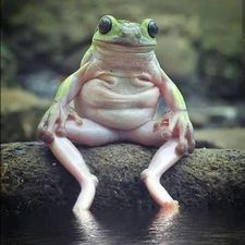 Profile image of frog73