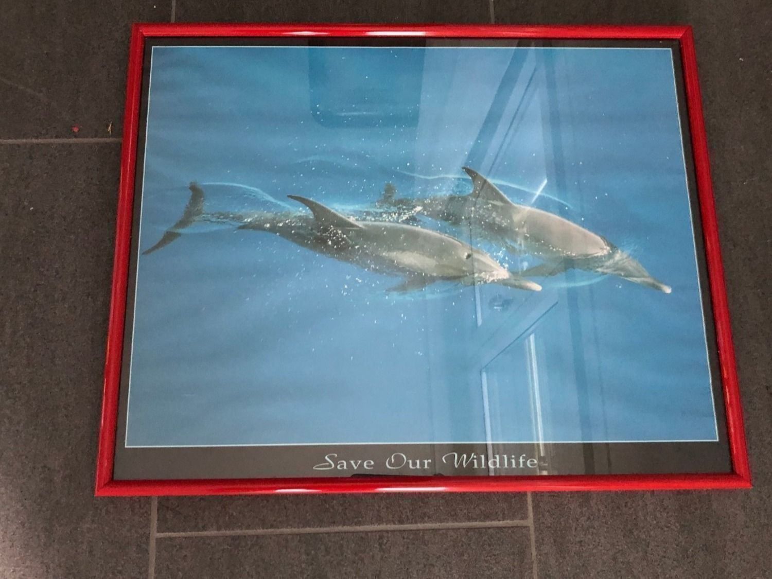 Foto & Immagini: Delphin-Bild – Usato da Hagendorn venduto da Teora66