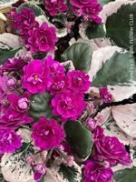 Saintpaulia Ionantha Variegata - Sammler-Pflanze