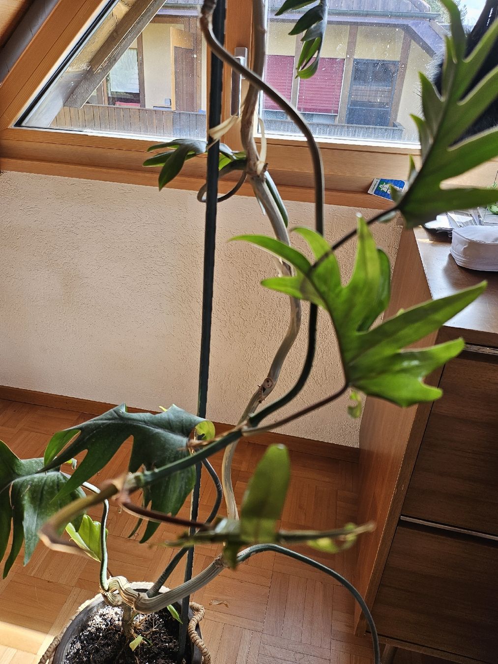 Piante & sementi: Philodendron pedatum XXL ca. 2.5 m  Eichenblatt Philodendron – Usato da Vinelz venduto da sonnenmond77 3