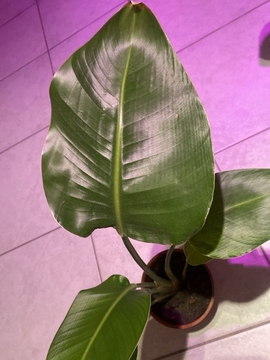 Pflanzen & Samen: 🌿 Strelitzie – Neu (gemäss Beschreibung) aus Altdorf UR von nemio.shop