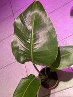 🌿 Strelitzie