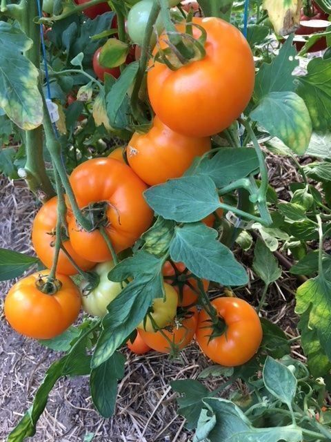 Piante & sementi: 50 Samen ZLATAVA Tomate – Nuovo (secondo la descrizione) da Ehrendingen venduto da VerveinaSamen 4