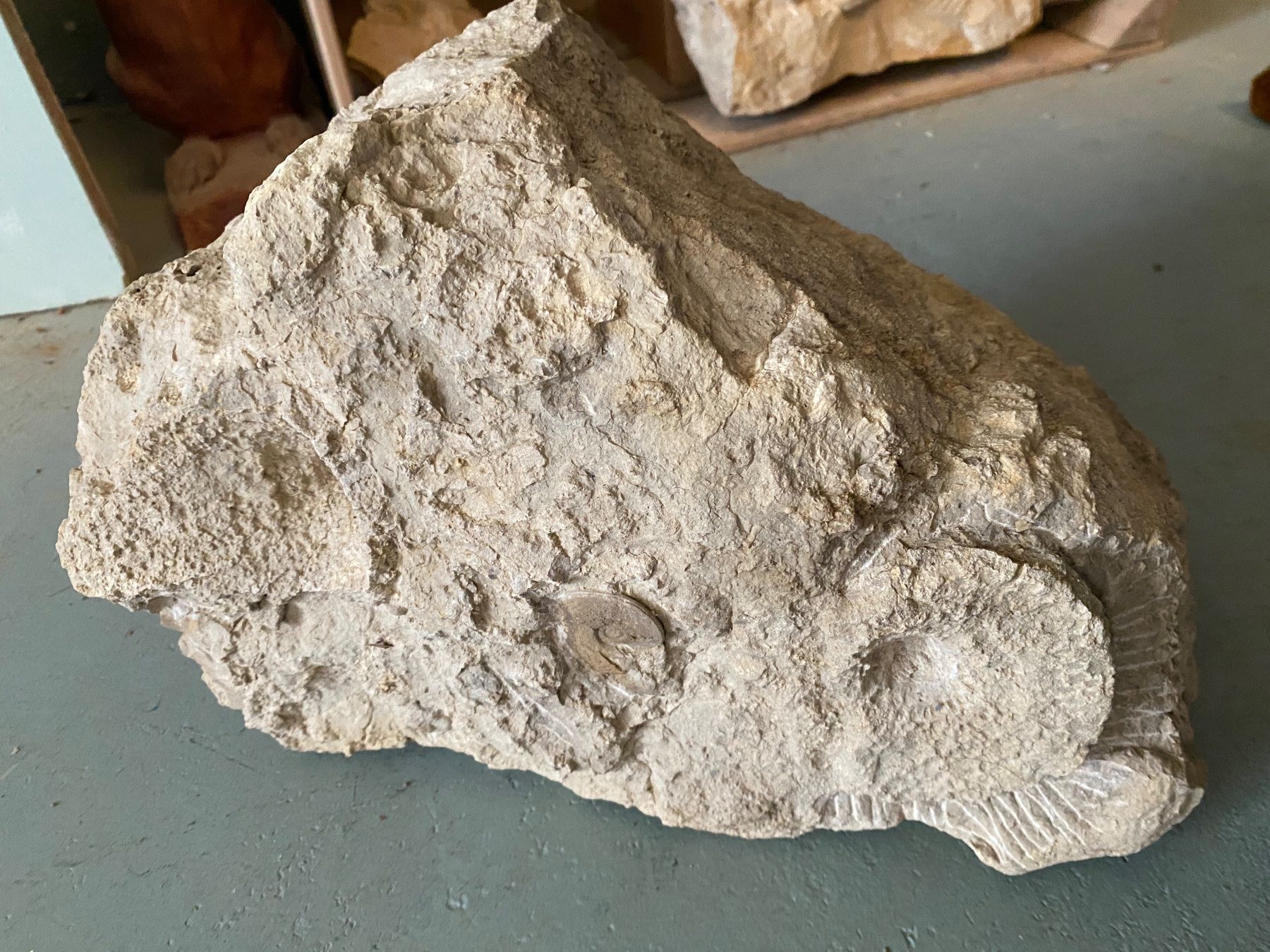 Fossili: Fossilienstufe Schweiz – Usato da Liestal venduto da Stephanoceras1
