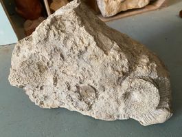 Fossilienstufe Schweiz