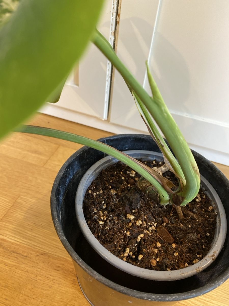 Plantes & graines: Monstera borsigiana variegata  – D'occasion à Zürich par sim_hly6 3
