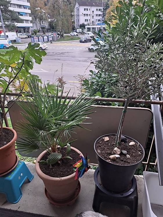 Balkonpflanze 5×set Kaufen auf Ricardo