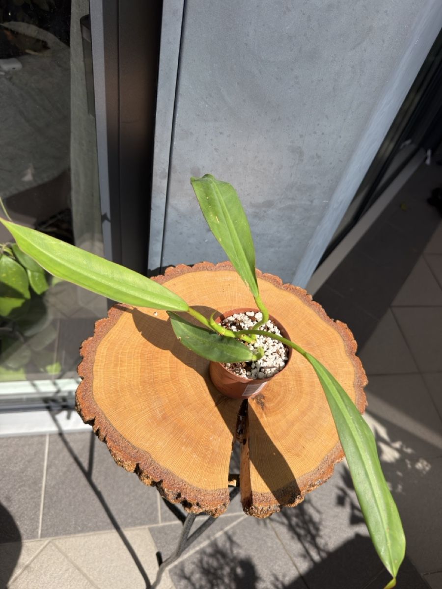 Pflanzen & Samen: Philodendron Crassinervium  – Neu (gemäss Beschreibung) aus Buchrain von Stetoscop