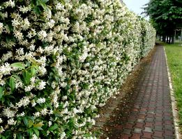 15 Samen Trachelospermum acrymasminoides = Falscher Jasmin