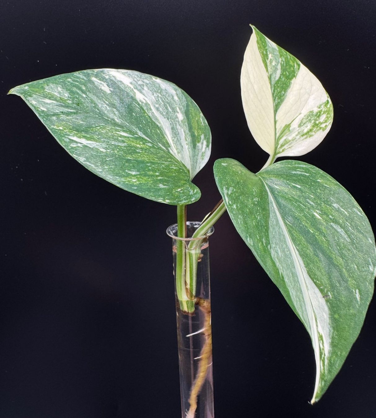 Piante & sementi: Epipremnum aureum 'Colorado Constellation' – Nuovo (secondo la descrizione) da Bühler venduto da googelibear 1