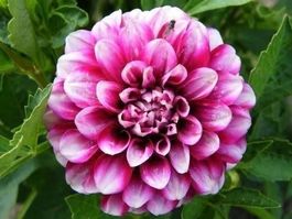 Zinnia Géante !  couleurs Mixtes ! 20g