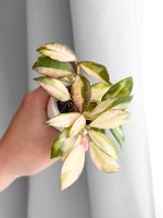Hoya Walliniana Inner Variegata