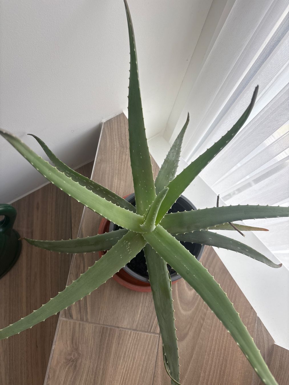 Aloe Vera Pflanze gross, ca. 60cm hoch, Topfpflanze (Neu (gemss  Beschreibung)) in Dielsdorf fr CHF 12  nur Abholung auf Ricardo kaufen