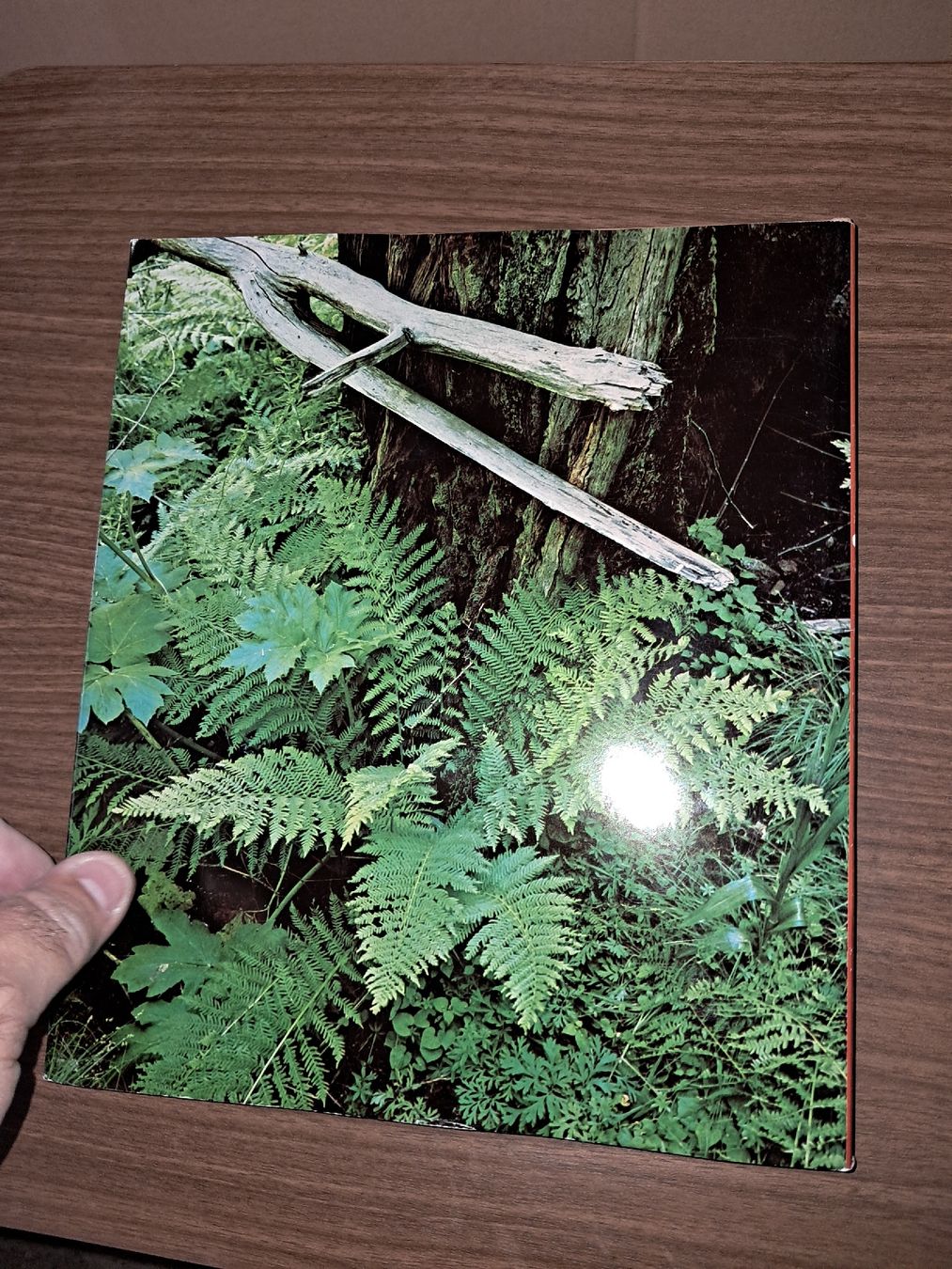 Libri: Heinrich Gohl la Foret vivante – Usato da Le locle venduto da juliensaran 3