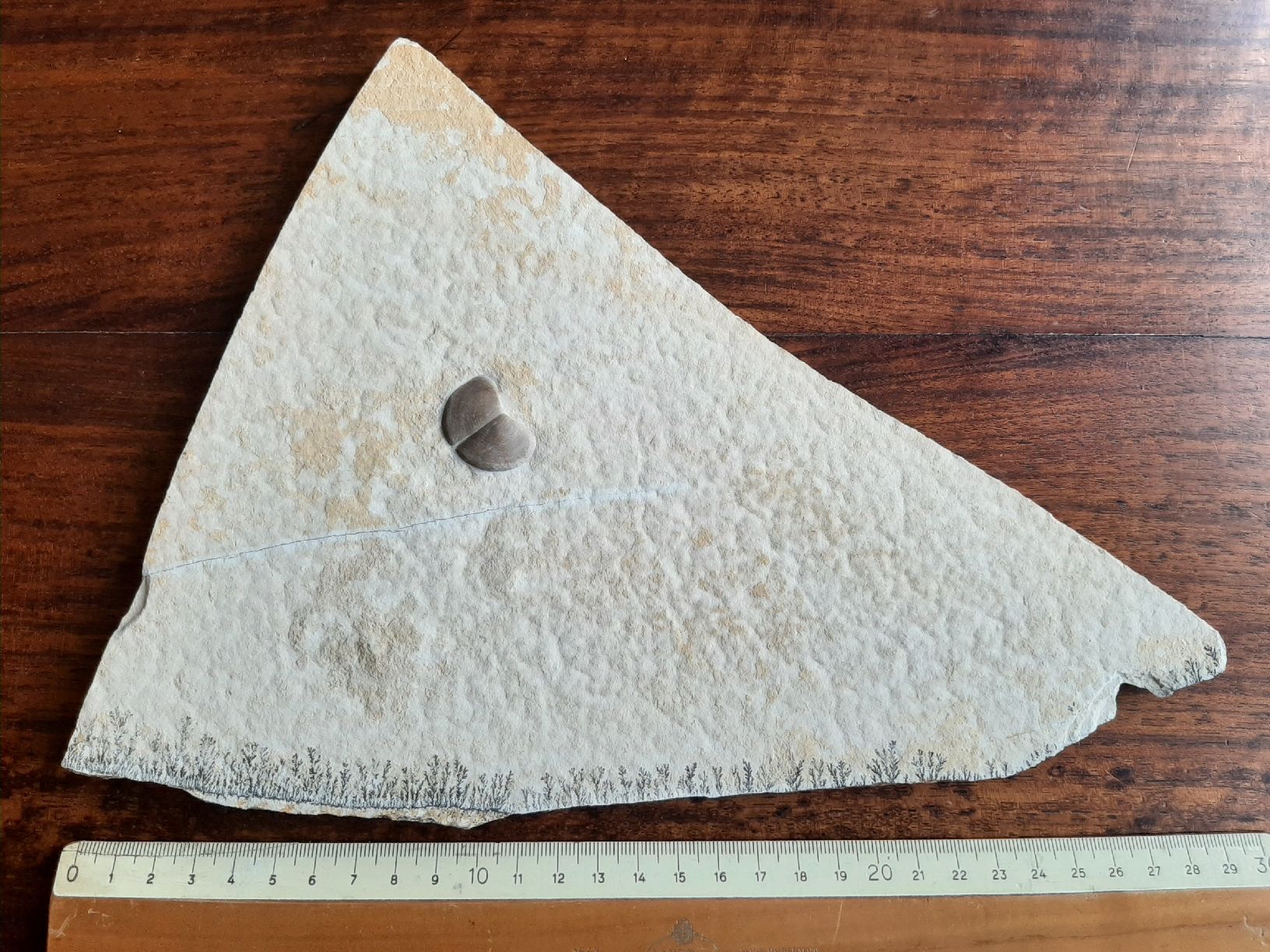 Fossili: Fossiler Ammoniten Kiefer und/oder Verschluss Deckel – Usato da Rickenbach BL venduto da Oktober68 1