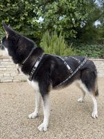 Zuggeschirr für Hunde schwarz weiss, einmal getragen