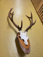 Rothirsch Trophäe aus Bündner Jagd