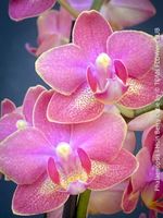 Phalaenopsis I-Hsin Berry Cutie - Mini Orchidee für Dich