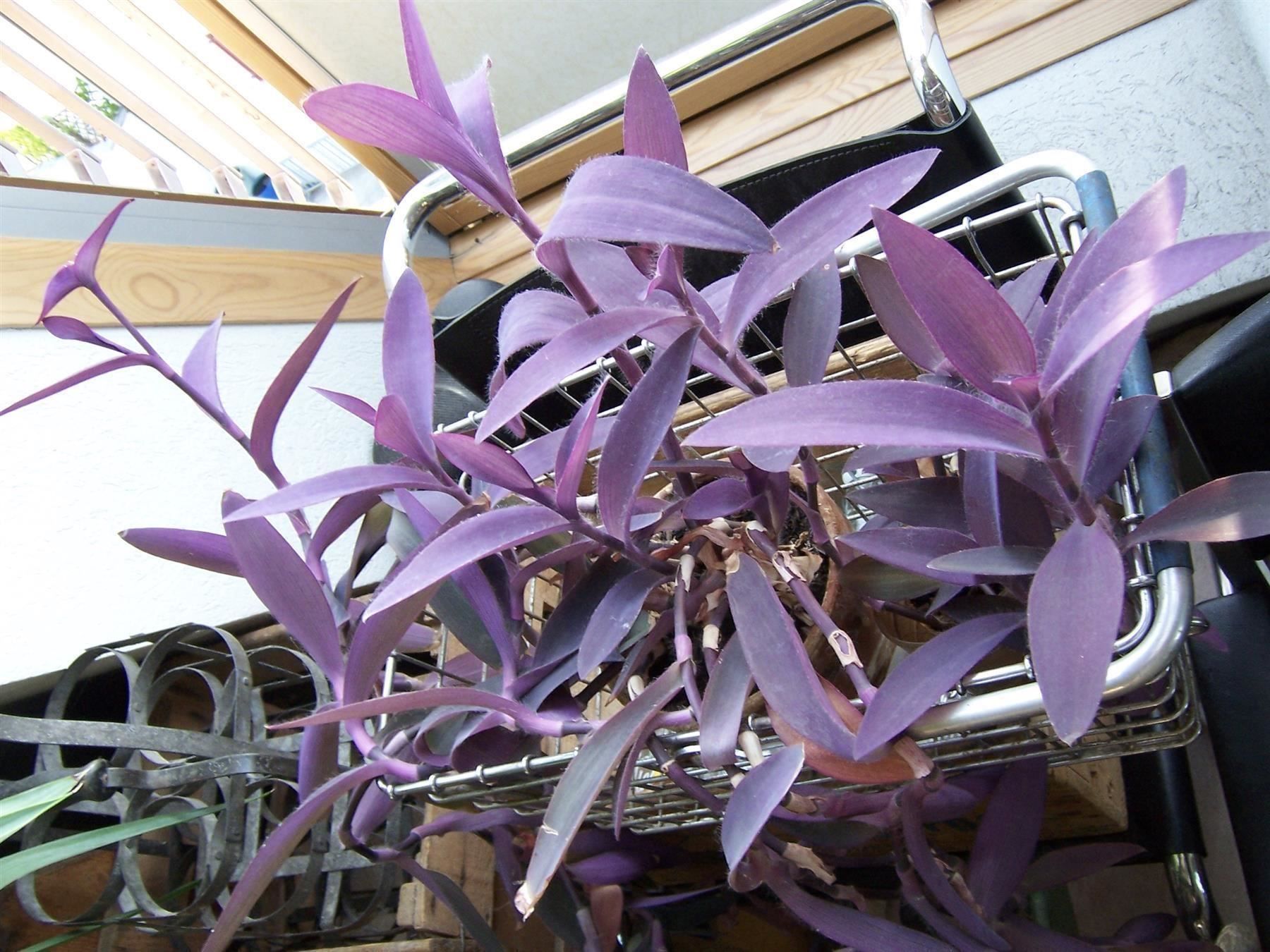 Piante & sementi: Mexikanische Dreimasterblume violett – Nuovo e nell'imballaggio originale da Kerzers venduto da zimmergruen 3