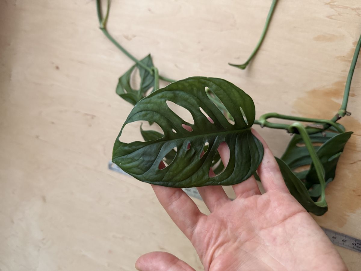 Plantes & graines: Monstera adansonii Ranke (Monkey Mask) Ableger – D'occasion à Zürich par sha_m5hl 1