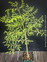 Moringa Drouhardii - Flaschenbaum aus Madagaskar - 50cm