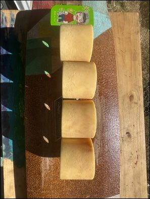 Skateboards: Venm Cannibal Wheels – Gebraucht aus vercorin von LaDaKpa 1