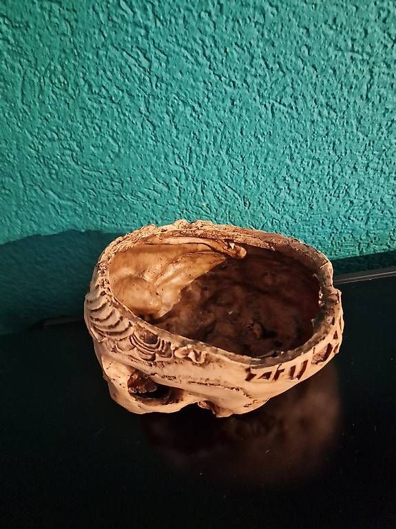 Figurines: Totenkopfschale – D'occasion à Rickenbach LU par blairwitch01 2