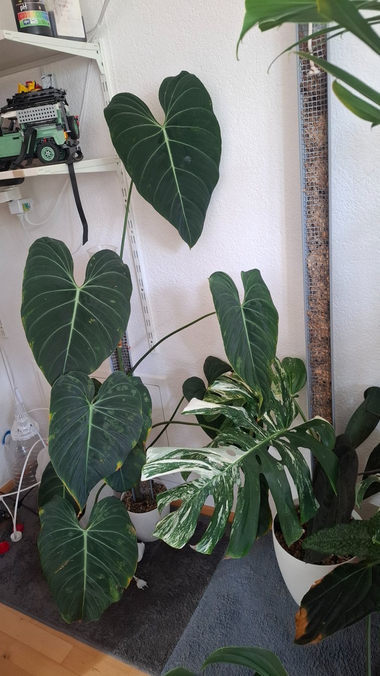 Plantes & graines: Philodendron Glorious – D'occasion à Hausen AG par Pflaenzlioase