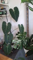 Philodendron Glorious