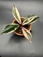 Hoya Flamingo Dream (1-9)