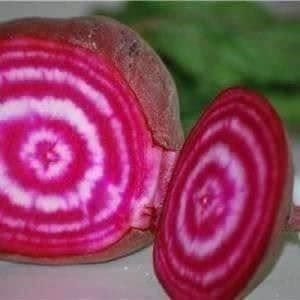 Pflanzen & Samen: BETTERAVE CHIOGGIA  (rayée) 50g – Neu (gemäss Beschreibung) aus Bremblens von FIBONACCI369 1