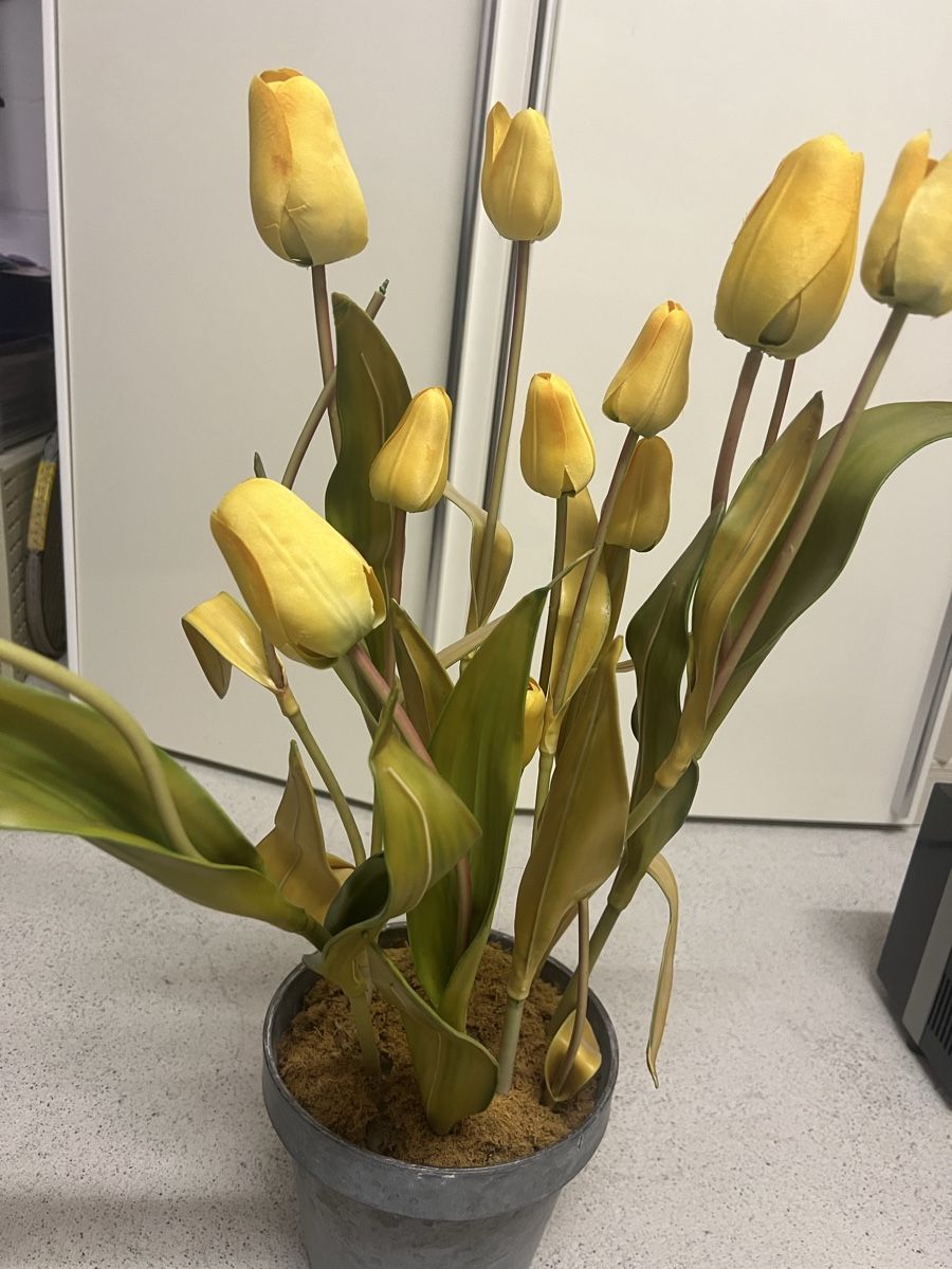 Globus Toutes les décorations: Künstliche Dekotulpen – D'occasion à Bülach par Cucculi 1