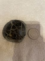 Fossilienfund - Versteinerung, ca. 100 Millionen Jahre alt