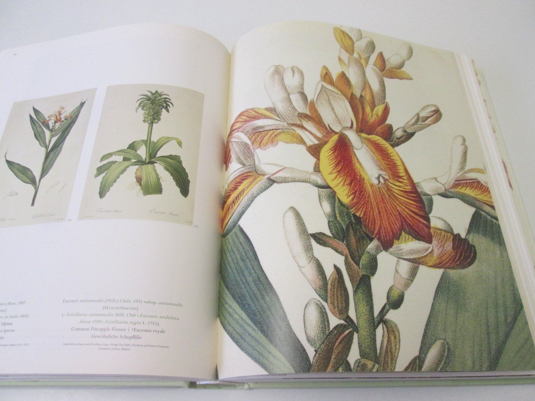 Libri: The Lilies- Pierre Joseph Redoudé – Usato da Sementina venduto da babucia 1