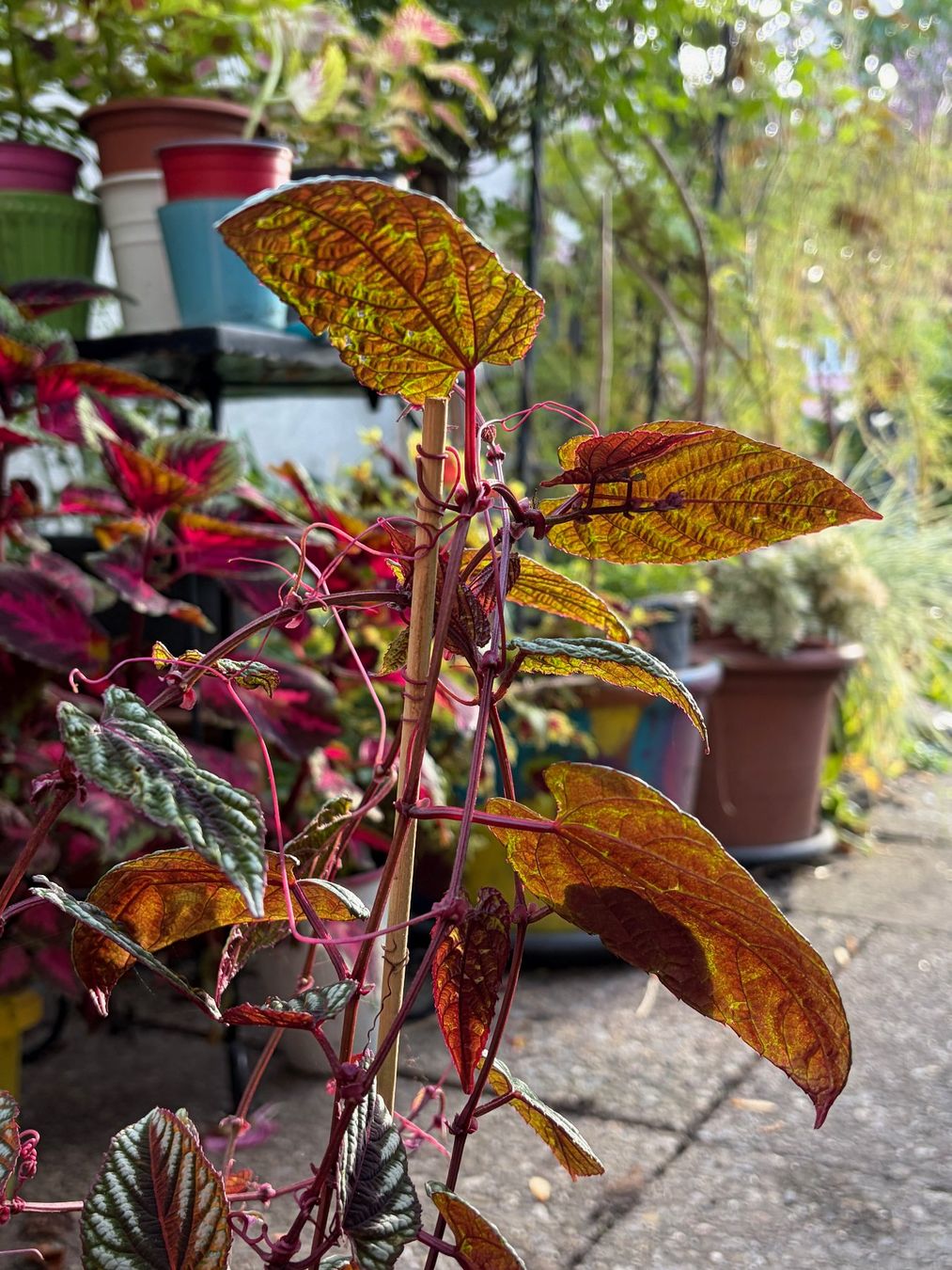 Piante & sementi: Cissus Discolor - Bunte Klimme – Usato da Winterthur venduto da Aniger 4