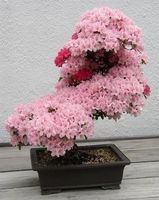CERISIER DU JAPON ! SAKURA BONSAI  5x