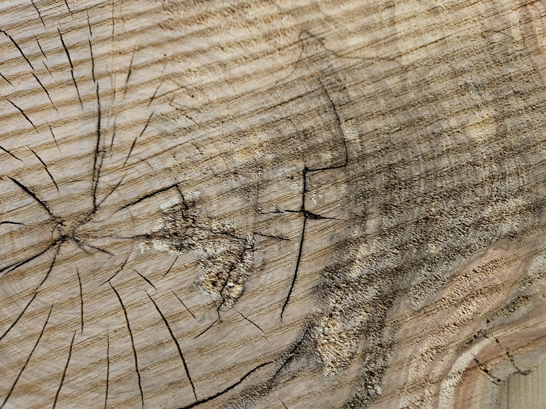 Holzartikel: Baumscheibe Kirschbaum Holz – Neu (gemäss Beschreibung) aus Schangnau von egli6.2 2