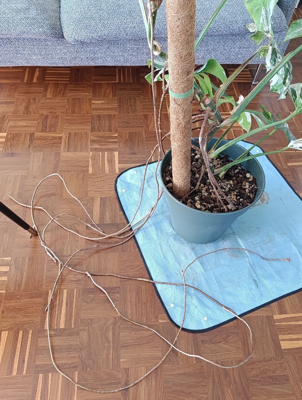 Piante & sementi: Grosse Monstera Deliciosa Variegata – Usato da Baar venduto da L.isa28 4