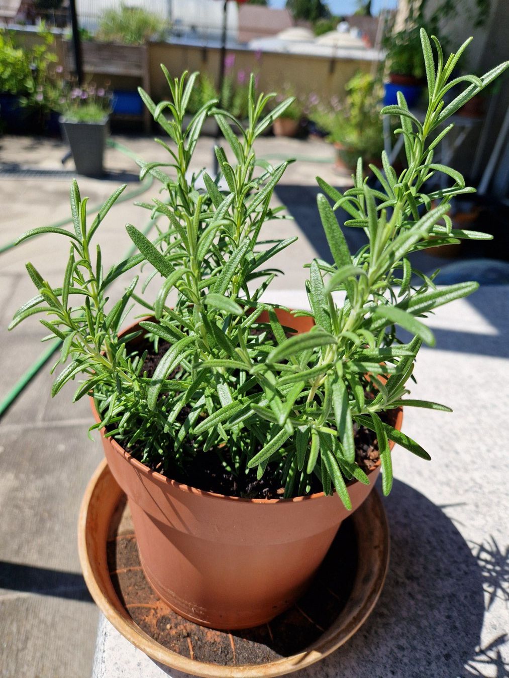 Piante & sementi: Balkon-/Gartenpflanze: Rosmarin – Usato da Münchenbuchsee venduto da Aare22 3