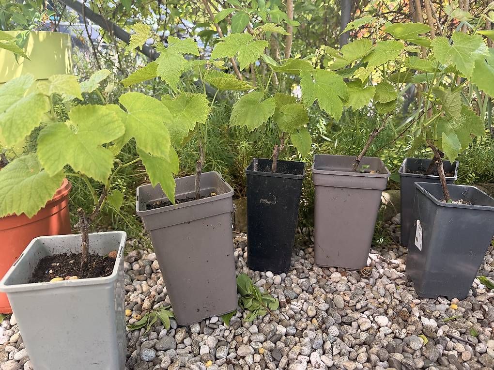 Piante & sementi: Pied de vigne - raisin  – Usato da Essertines-Yverdon venduto da clemesitpa 1